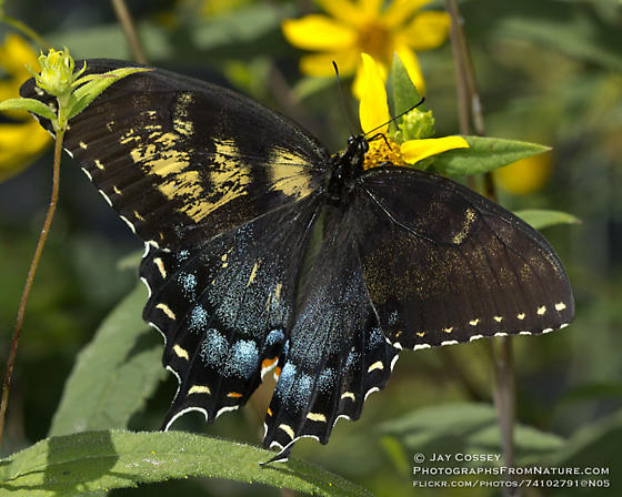 Papilio glaucus (aberrant, live)3 (Internet Image property of respective owner, non-commercial use only)